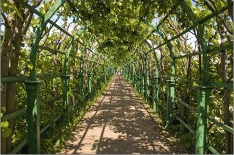 Петергоф. Петродворец. Аллея-туннель.